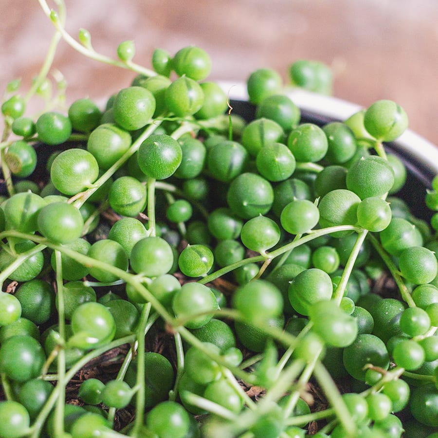 Senecio rowleyanus - Imagen 3